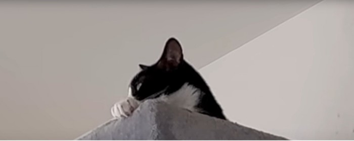 猫の様子