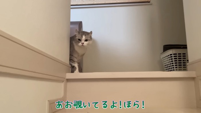 のぞいている猫