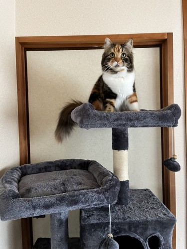 キャットタワーいる美美ちゃん