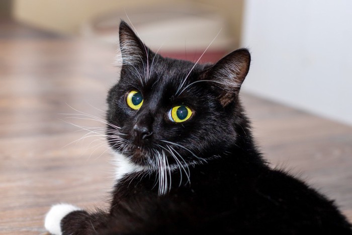 振り向く白黒の猫