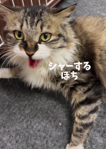 威嚇する猫