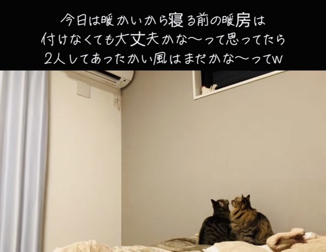 エアコンを見つめる2匹のキジトラ猫