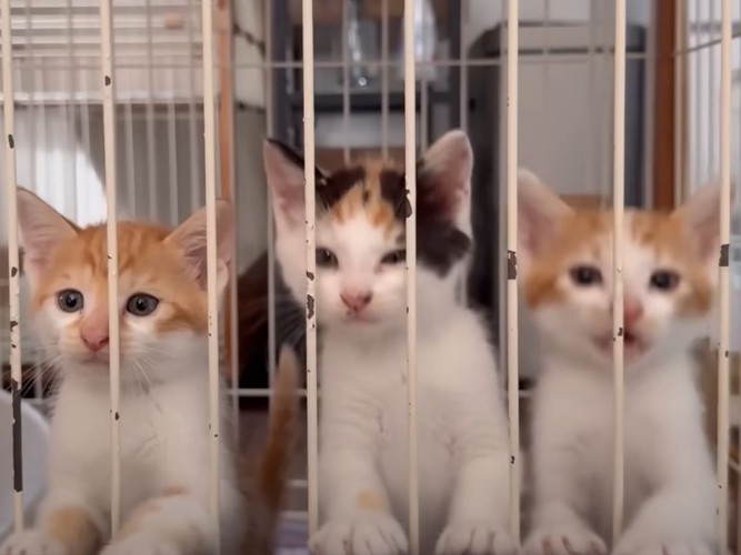 ケージの中の子猫たち