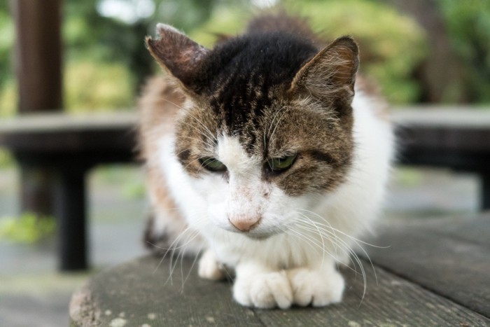 避妊手術済みの猫