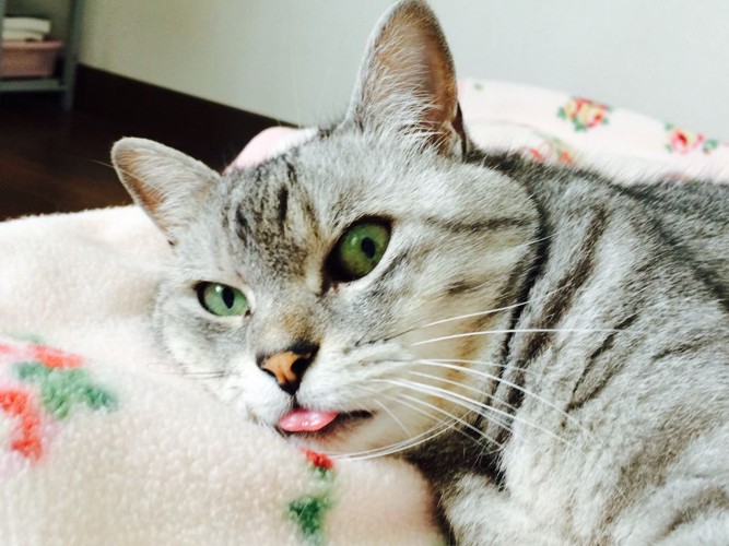 うっかり舌をしまいわすれた猫