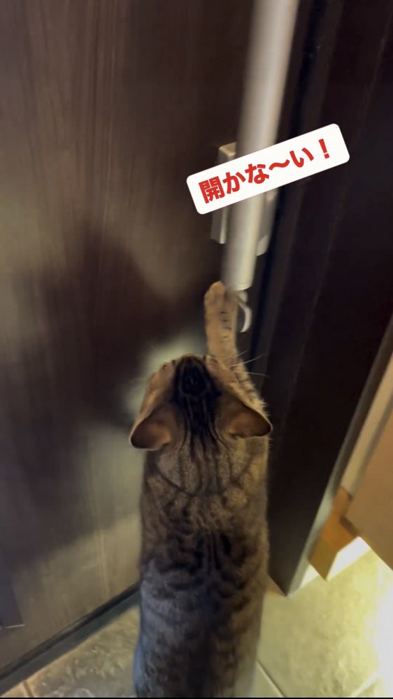 ドアを開けようとする猫