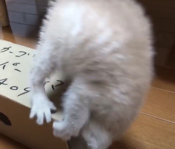 でんぐり返りする猫