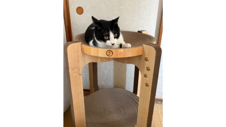 キャットタワーにいる猫