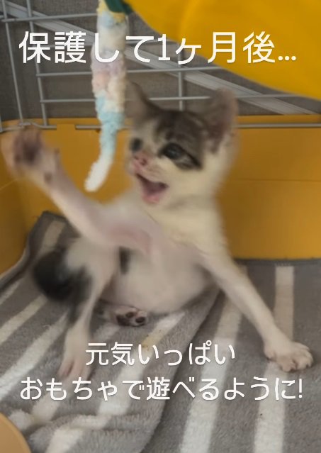 オモチャにじゃれる猫