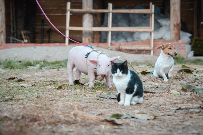 猫と犬と豚
