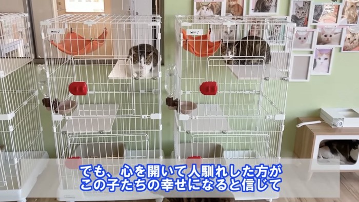 ケージの中の2匹の猫