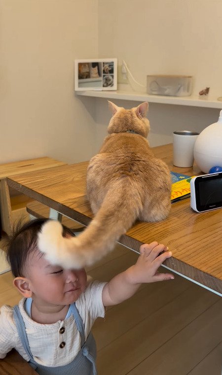 男の子の顔に当たる猫のしっぽ