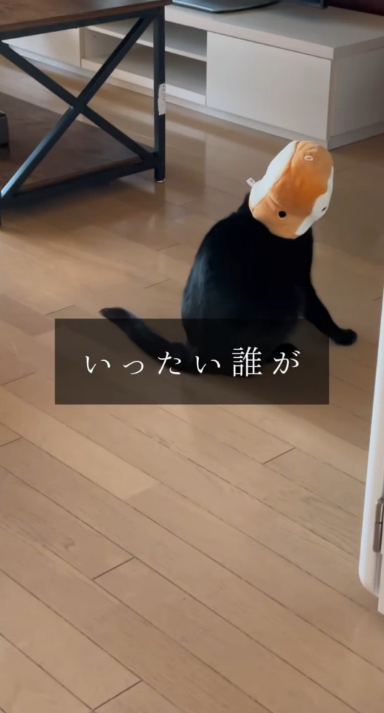 パンの被り物をかぶった黒猫