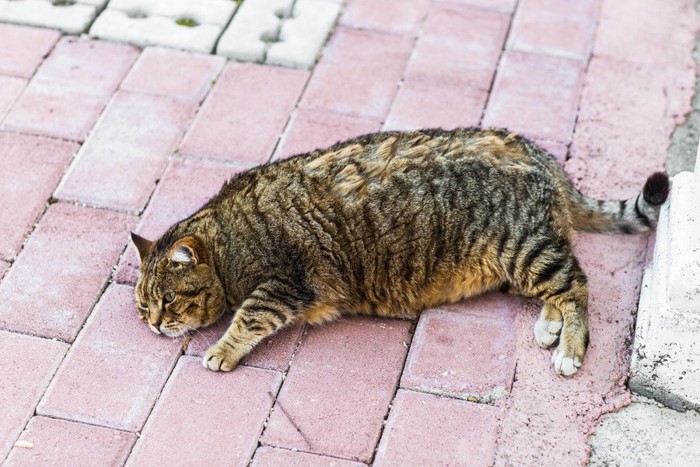 寝るふっくらした猫