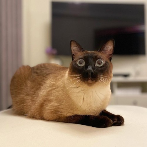 伏せをする猫