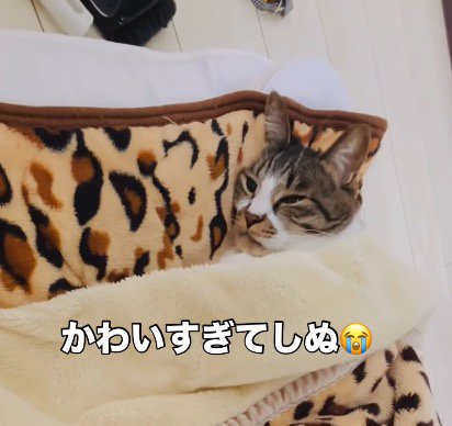 毛布の中でうっすら目を開ける猫