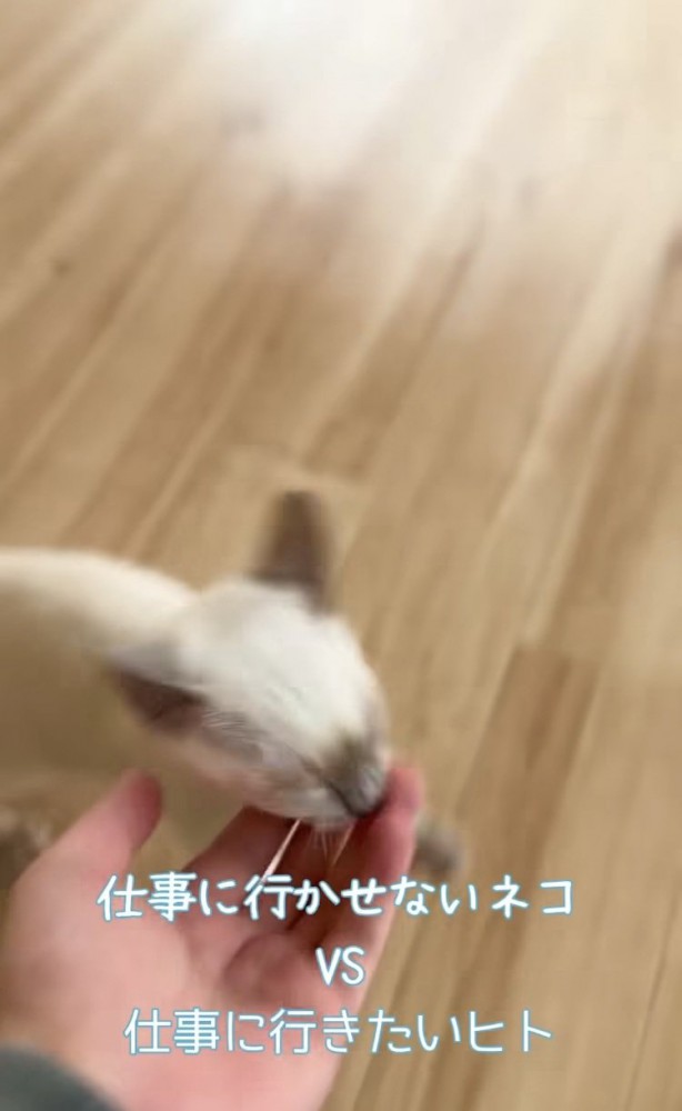 飼い主さんの指を吸う子猫