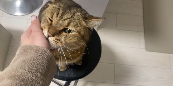椅子の上で飼い主さんの手を甘噛みする猫