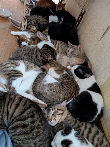 多頭飼いの猫たち