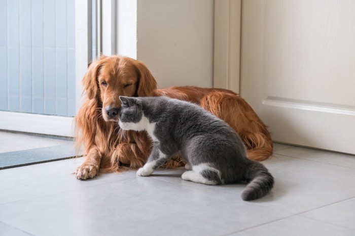 仲良しな猫と犬