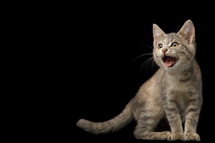 飼い主さんを探す猫