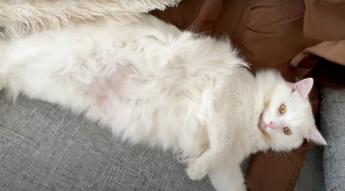 横になる猫