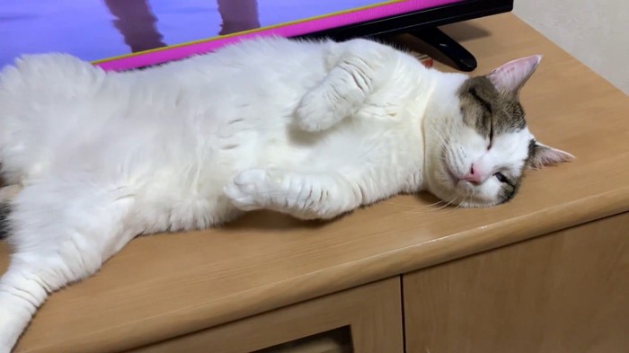 テレビの前で目を閉じ寝転ぶ猫