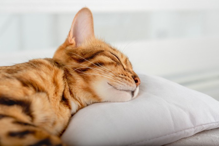 枕で眠るベンガル