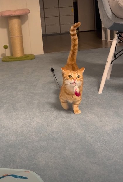 しっぽを高く上げておもちゃを運ぶらむくん