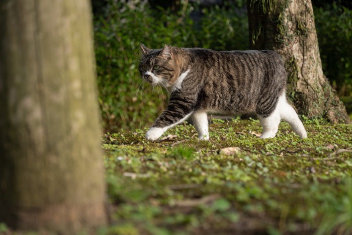 尾の短い猫
