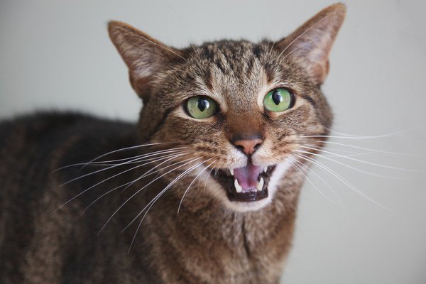 こちらをまっすぐ見ながら鳴くキジ猫