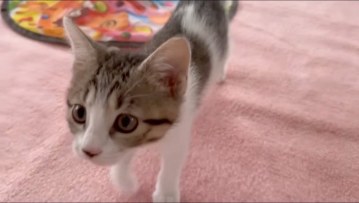 カメラに近づいてくる子猫