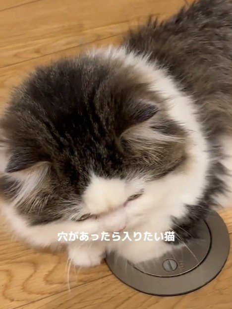 上から見た猫