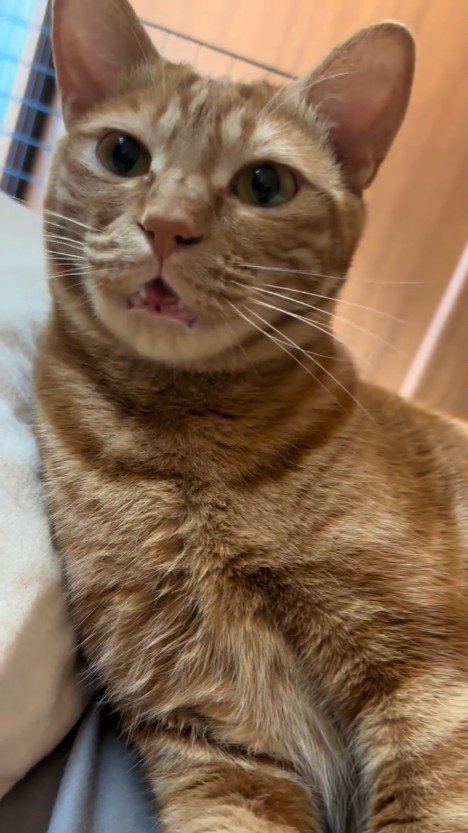 鳴く猫