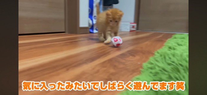 ボールを転がす子猫