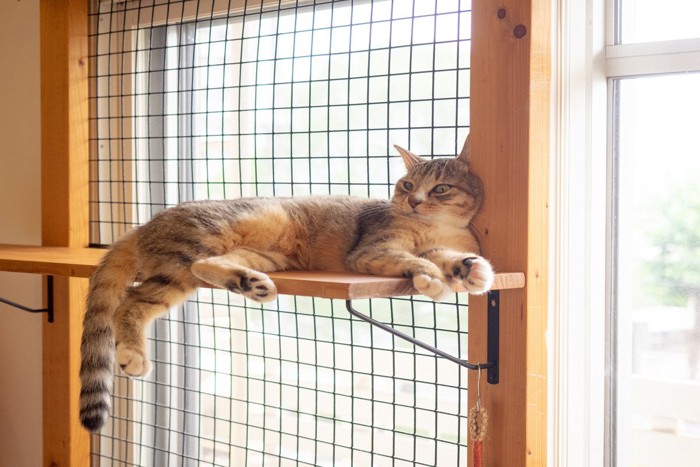 ネットが張られた窓の近くにいる猫