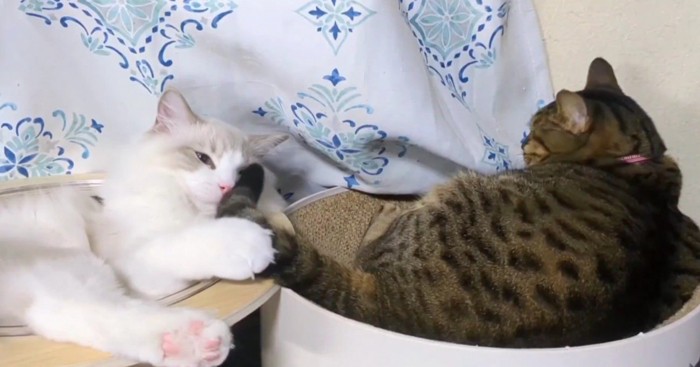 しっぽで遊ぶ猫