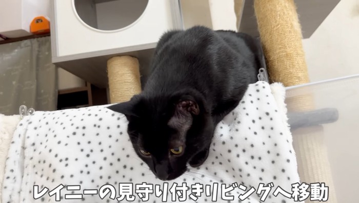 覗いている黒猫