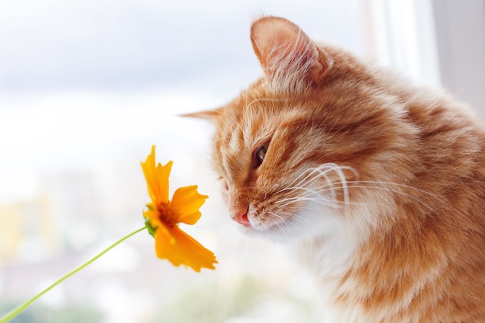 花の香りを嗅ぐ猫