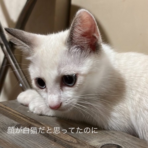 ベッドの近くにいる2匹の柴犬