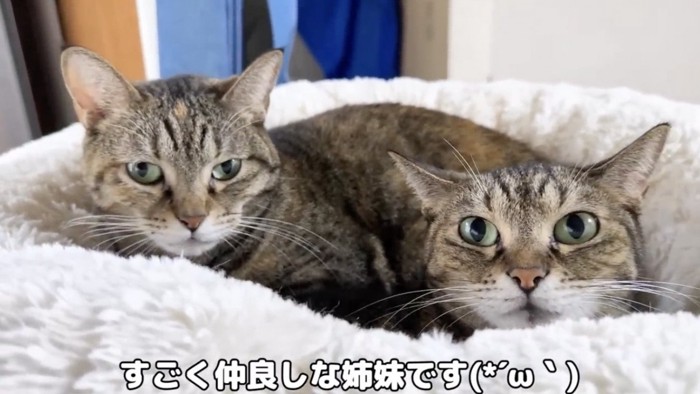 姉妹でカメラをみる2匹の猫