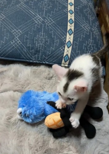 ぬいぐるみを前足で取り押さえる子猫