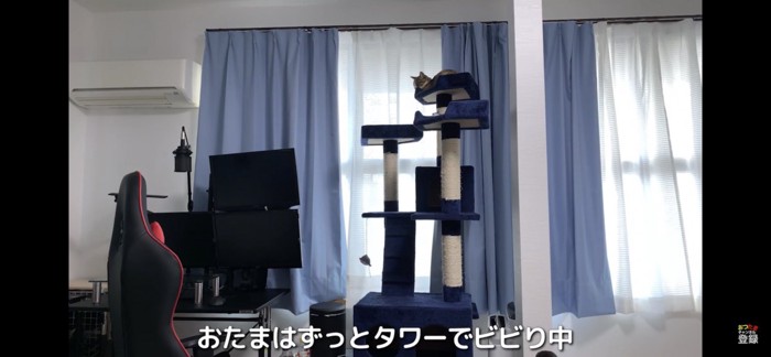 キャットタワーに避難する猫