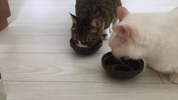 食べる2匹