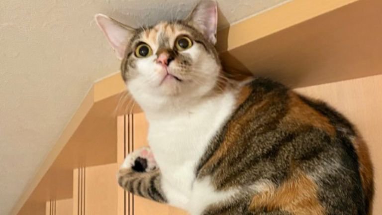 階段にいる猫
