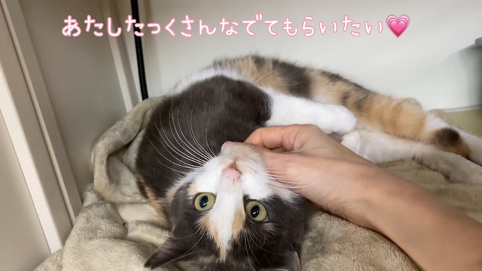 あごをなでられる猫