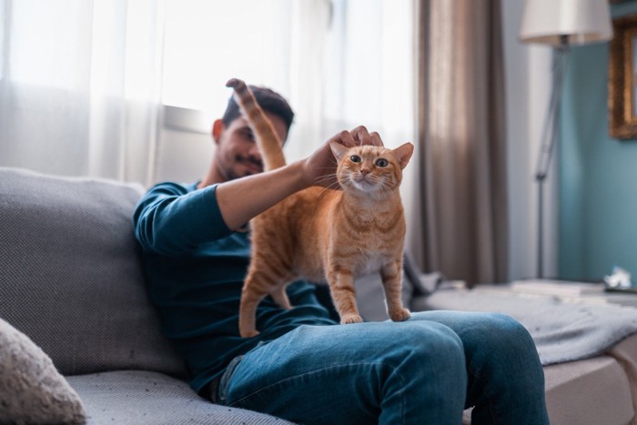 飼い主の膝の上に立つ猫