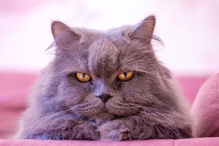 文句言いたげな猫