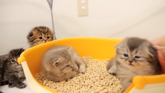 移動が嫌そうな子猫