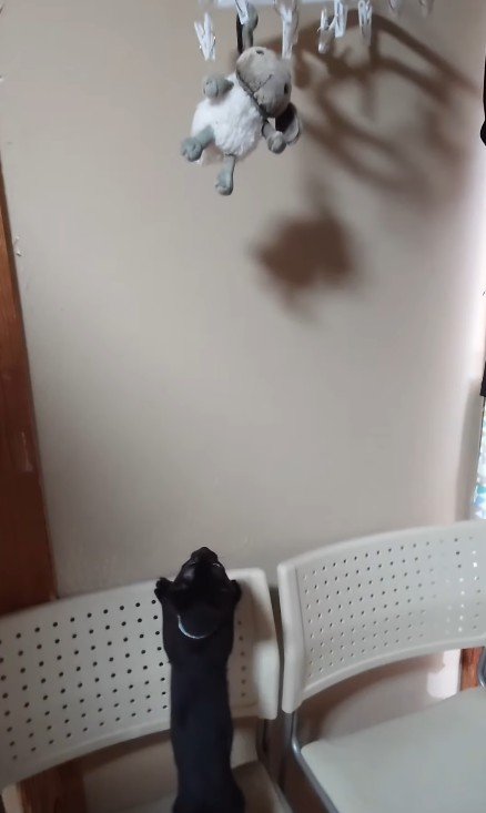 ぬいぐるみを見上げる子猫